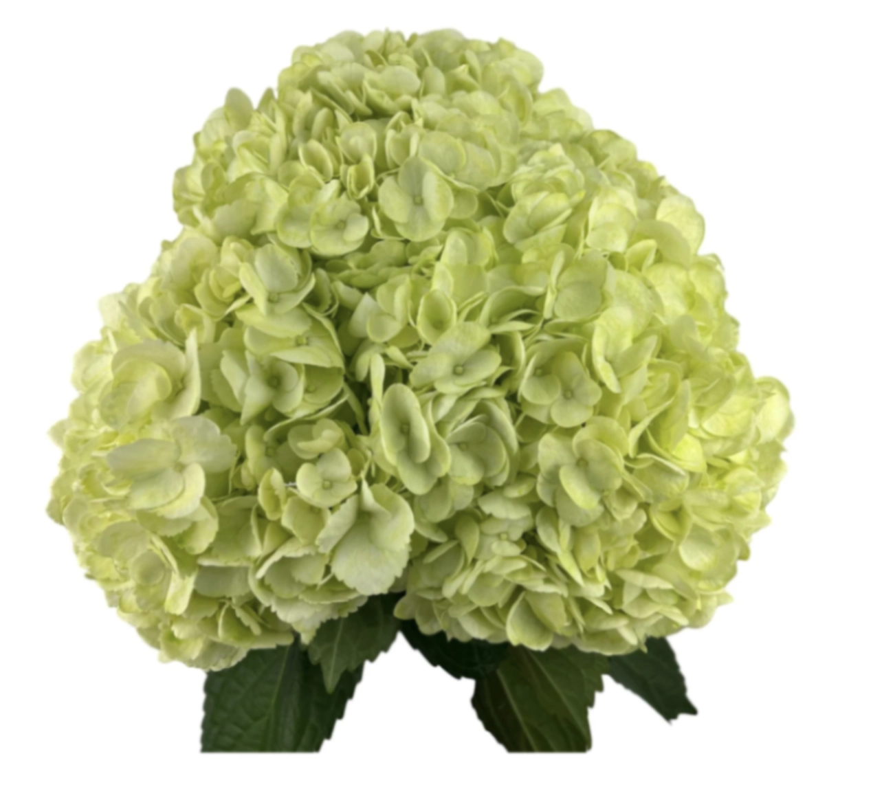 Hydrangea jumbo easter green