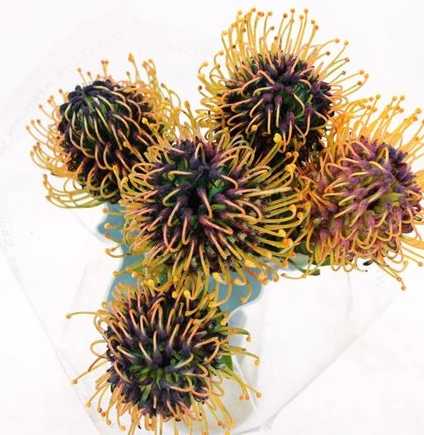 Leucospermum jelena purple