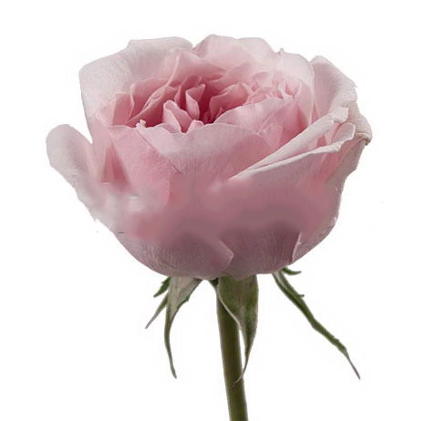 Rose miranda