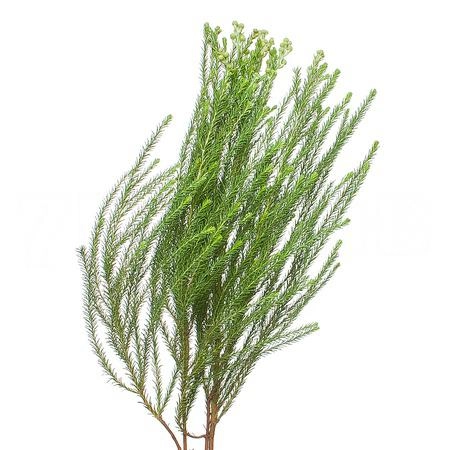 Berzelia lanuginosa
