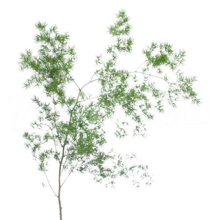 Blad Asparagus umbellatus albus | Wholesale flowers, plants and supplies Blad Asparagus umbellatus albus