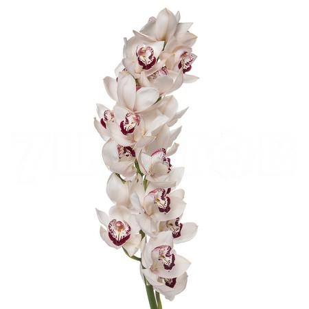 Cymbidium mrs. esmee