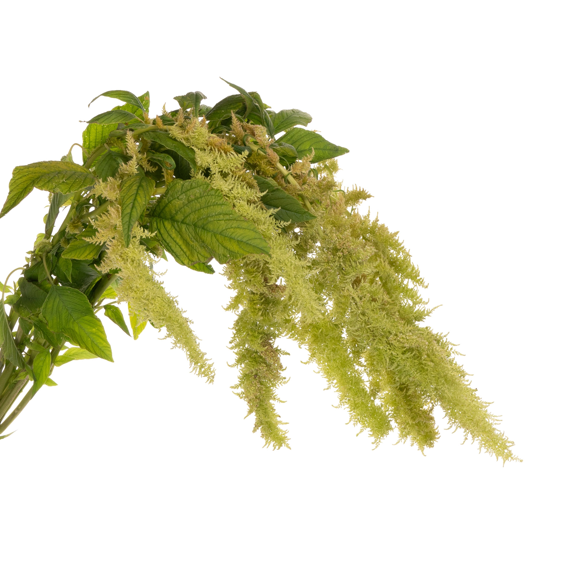 Amaranthus green spider | Wholesale flowers, plants and supplies Amaranthus green spider