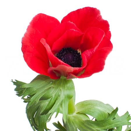 Anemone red
