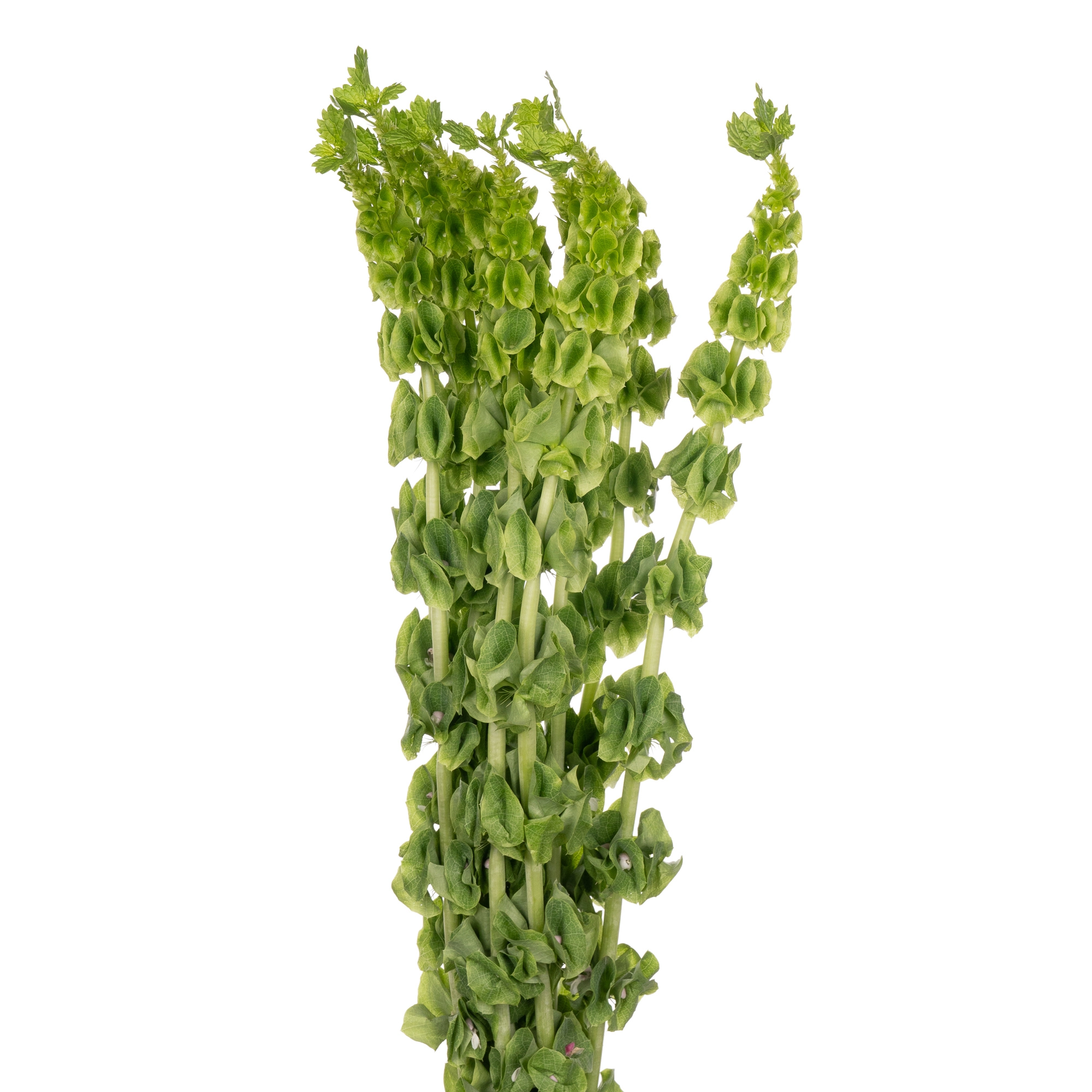 Moluccella green