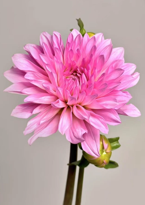Dahlia pink quartz