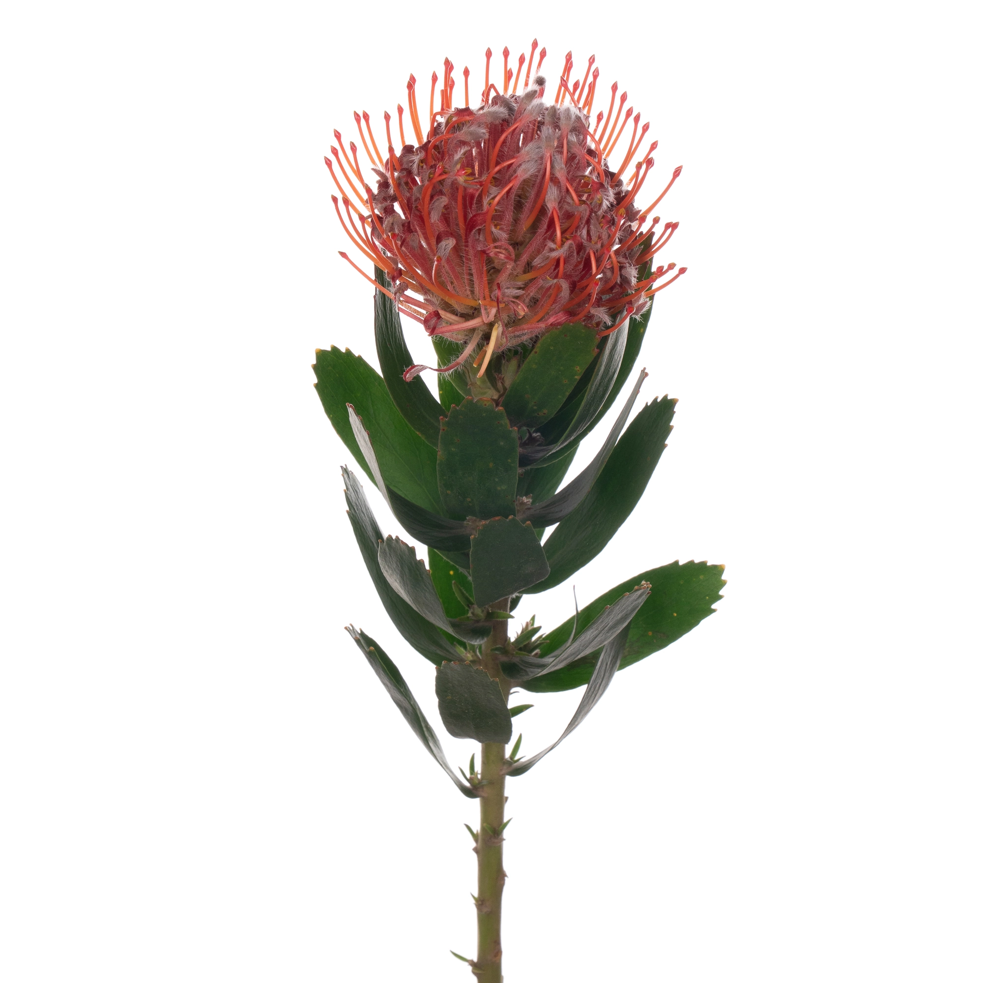Leucospermum scarlet ribbon
