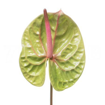 Anthurium verino | Wholesale flowers, plants and supplies Anthurium verino