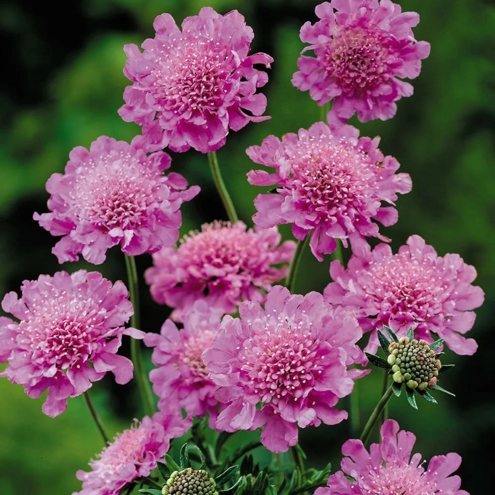 Scabiosa pink