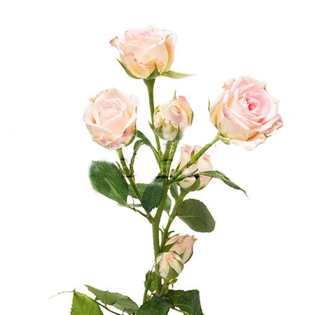 Rose spray creamy twister
