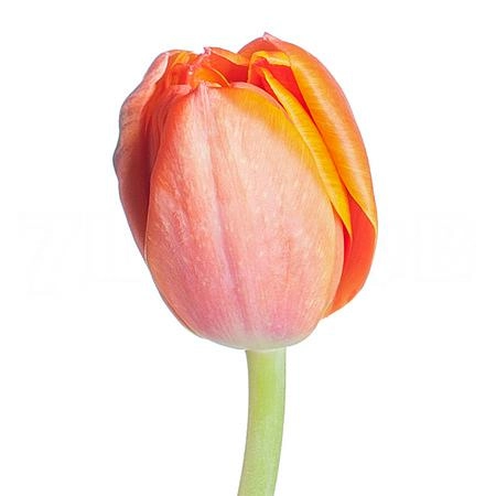 Tulip double queensday