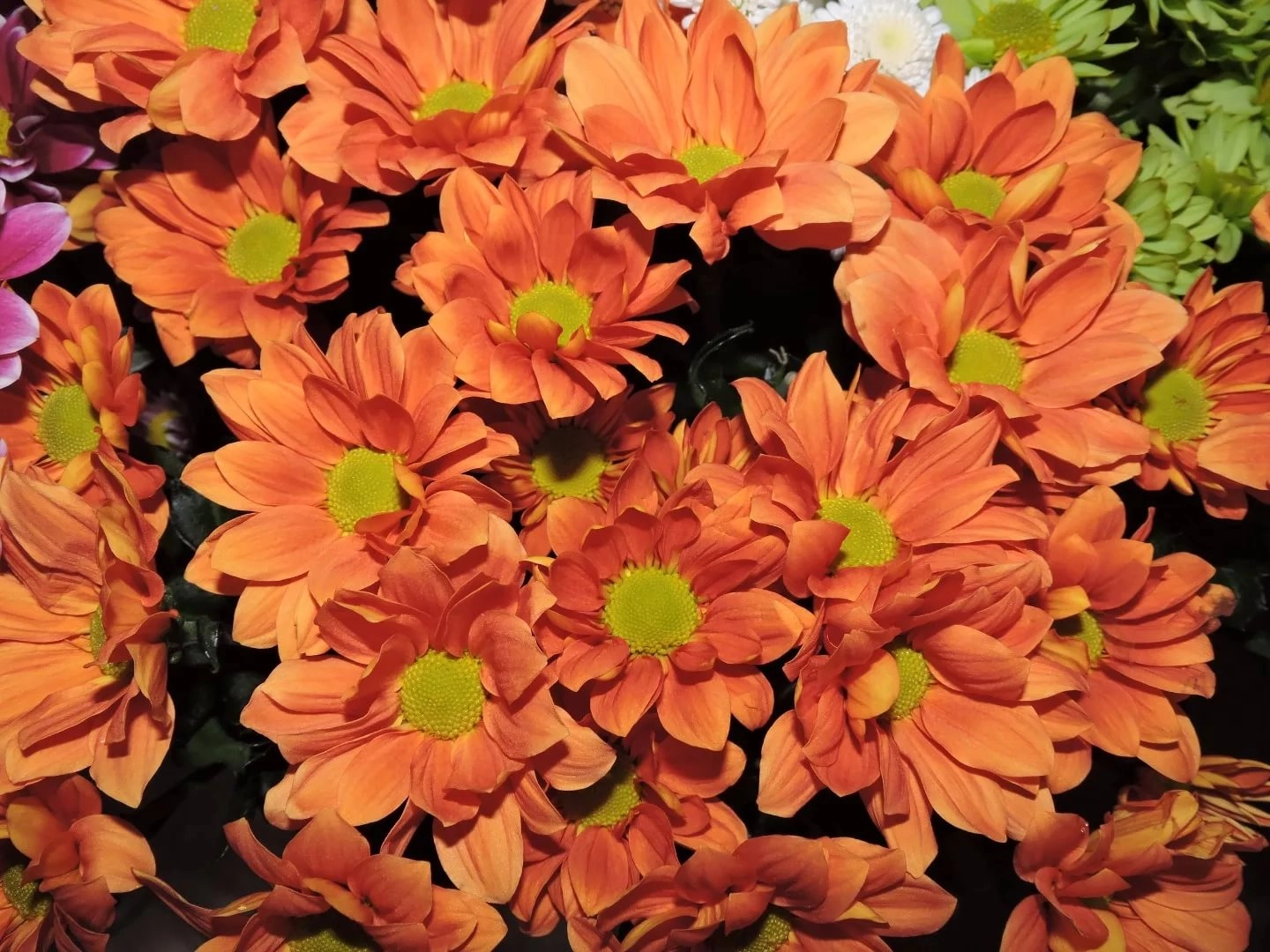 Chrysanthemum spray orange | Wholesale flowers, plants and supplies Chrysanthemum spray orange