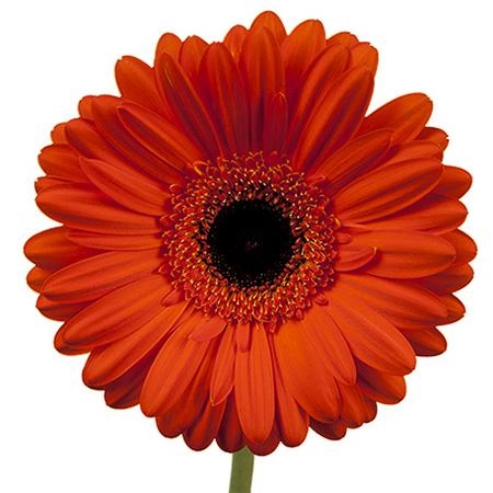 Gerbera applause