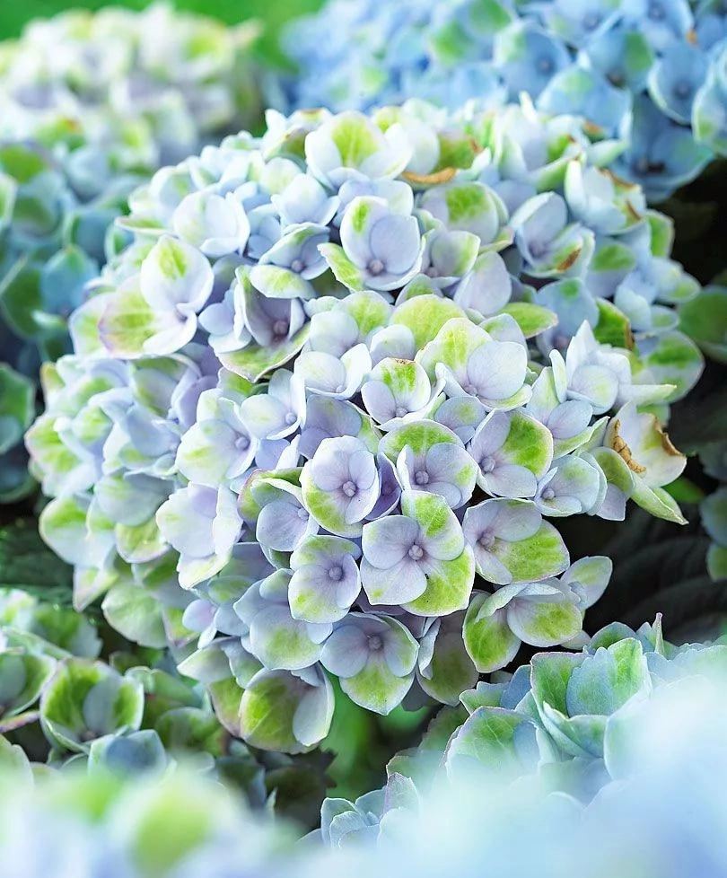 Hydrangea magical revolution