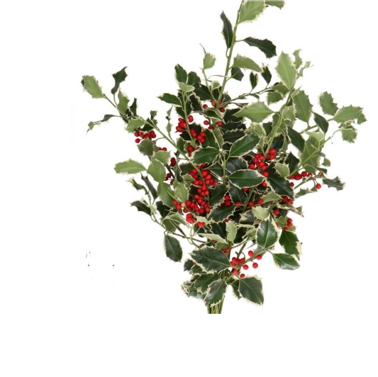 Blad Ilex variegata