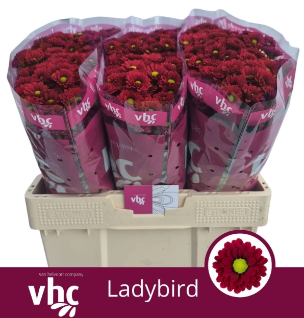 Chrysanthemum santini lady bird