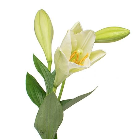 Lilium lf watch up