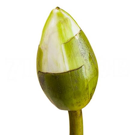 Iris water-lily nymphea