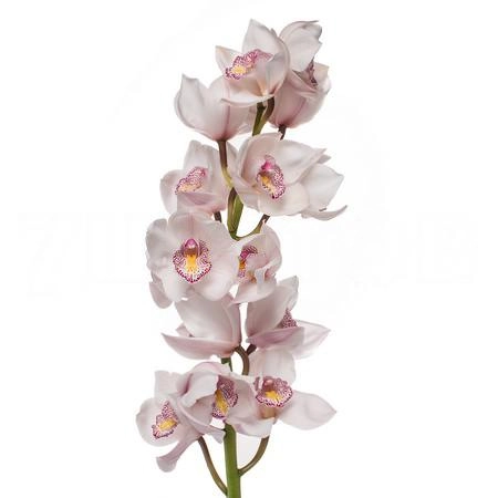 Cymbidium noorderlicht