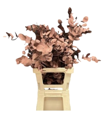 Blad Eucalyptus cinerea choco brown