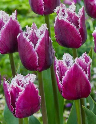 Tulip enkel san stefano