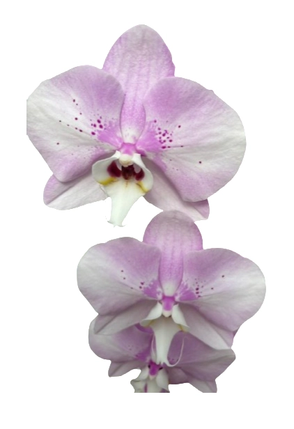 Phalaenopsis dyed a1
