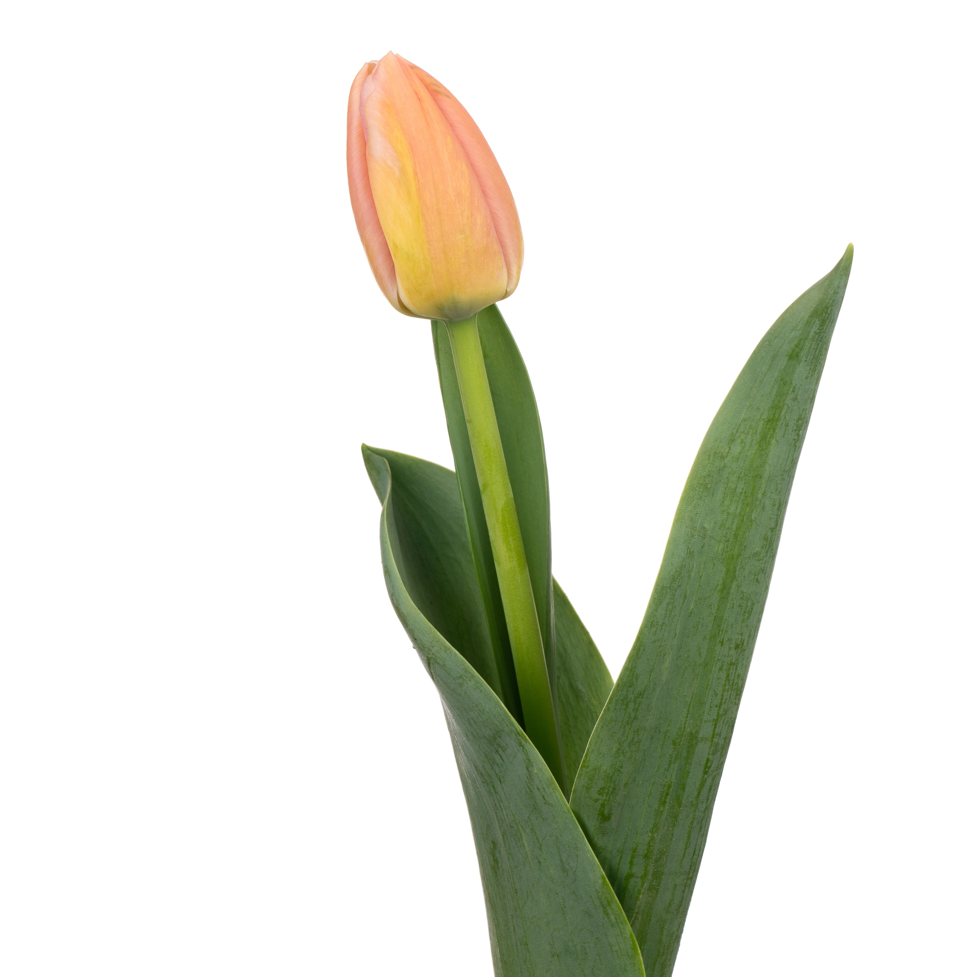 Tulip enkel ollioules | Wholesale flowers, plants and supplies Tulip enkel ollioules