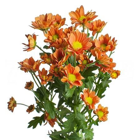 Chrysanthemum santini madiba orange