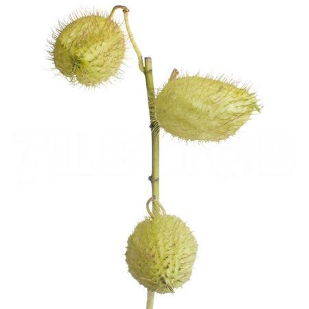 Gomphocarpus moby dick | Wholesale flowers, plants and supplies Gomphocarpus moby dick
