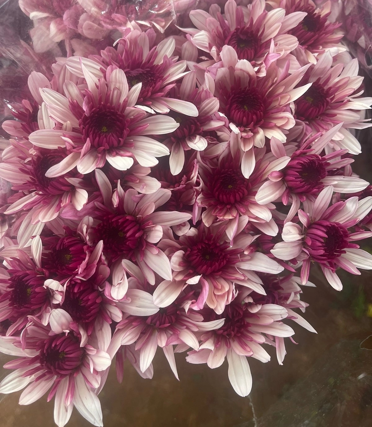 Chrysanthemum spray podolsky pink | Wholesale flowers, plants and supplies Chrysanthemum spray podolsky pink