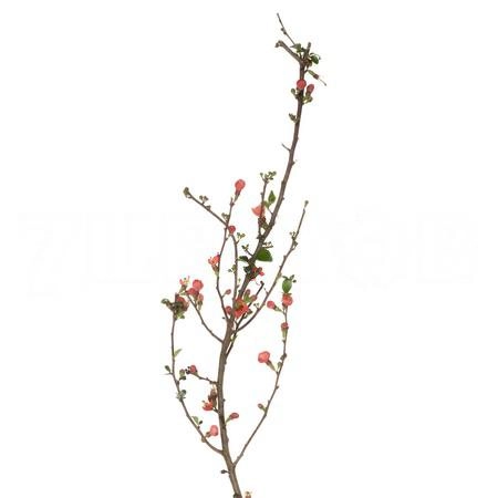 Branch Chaenomeles pink salmon