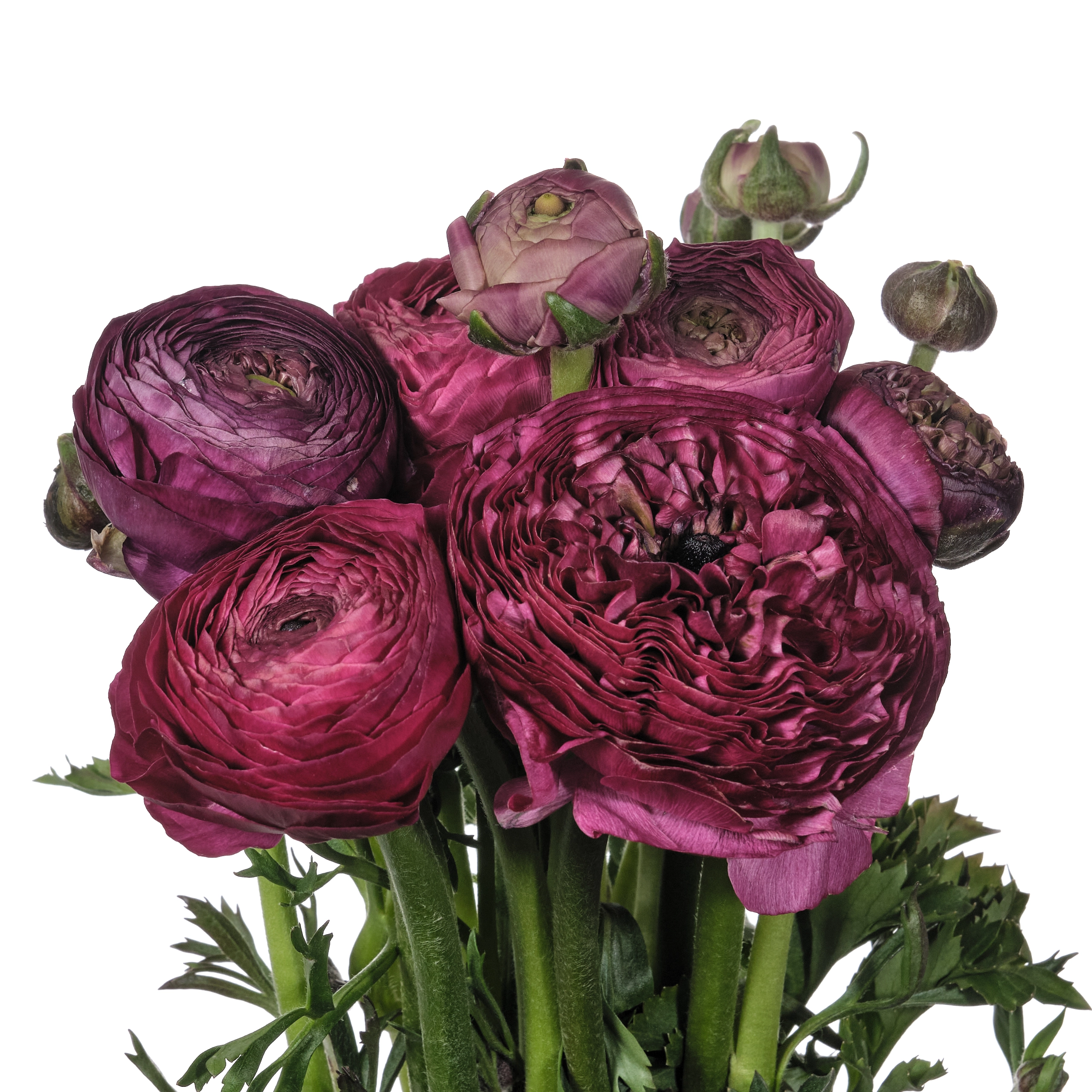 Ranunculus elegance chocolate