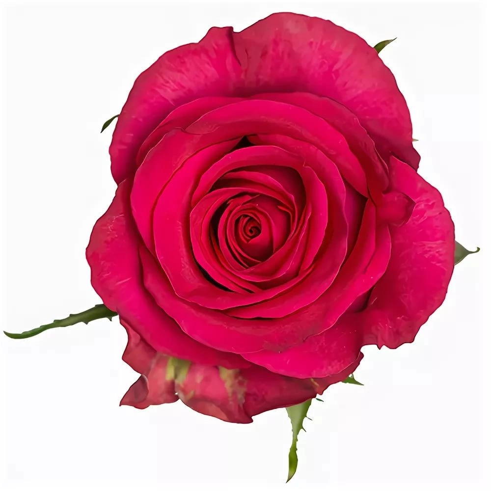 Rose memory
