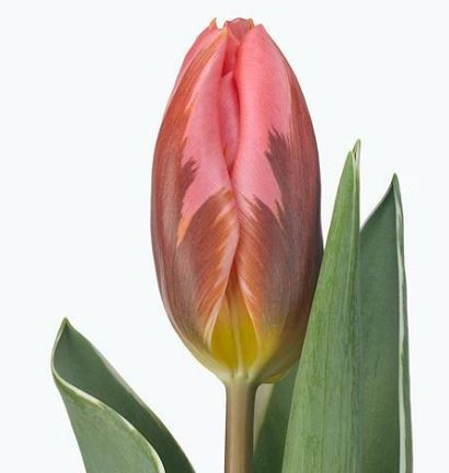 Tulip enkel pretty princess | Wholesale flowers, plants and supplies Tulip enkel pretty princess