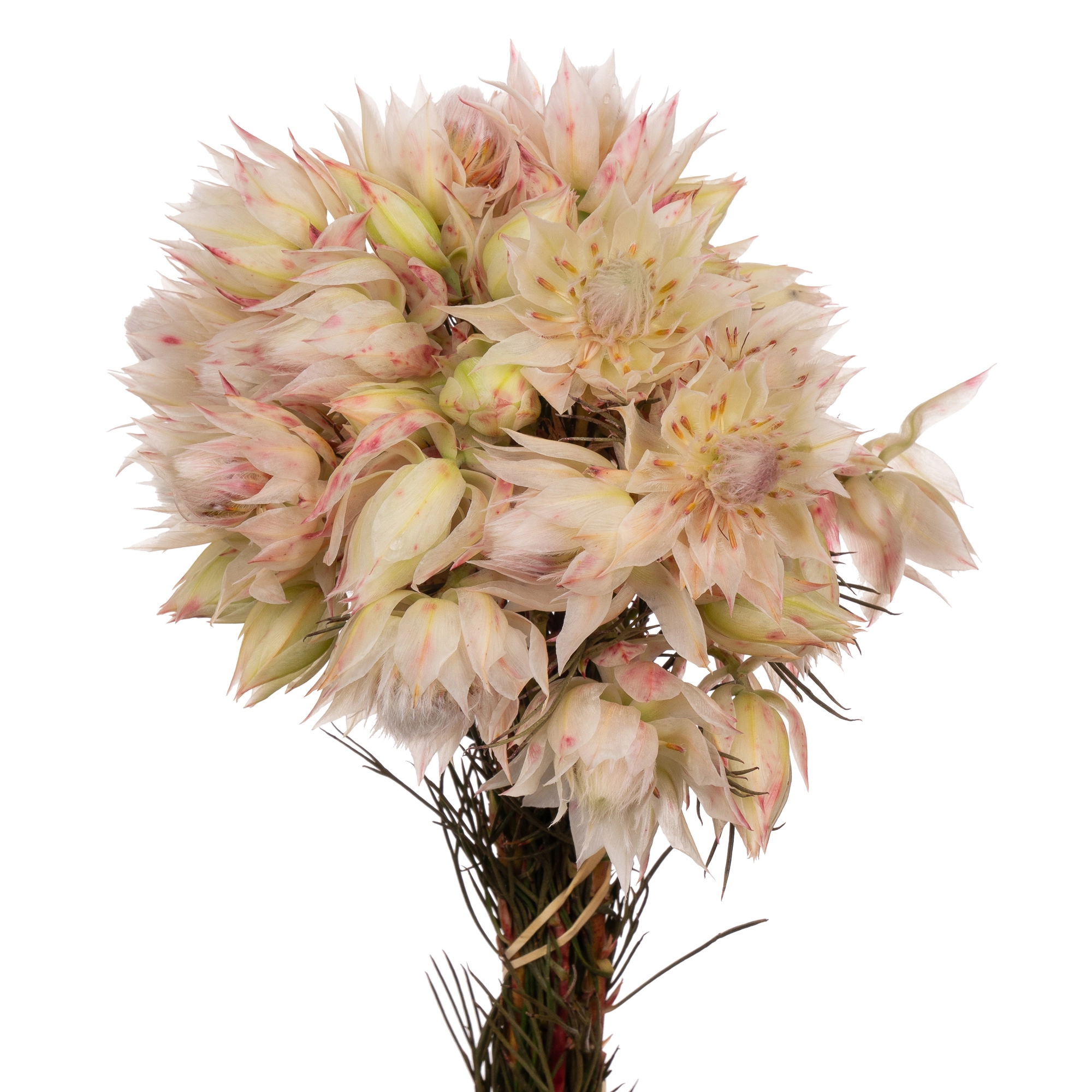 Serruria blushing bride white | Wholesale flowers, plants and supplies Serruria blushing bride white
