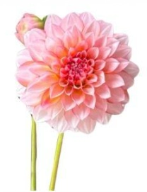 Dahlia angelina