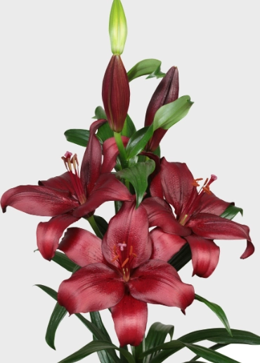 Lilium longiflorum asiatic san sebastian