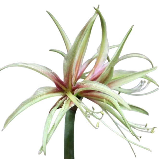 Hippeastrum tarantula