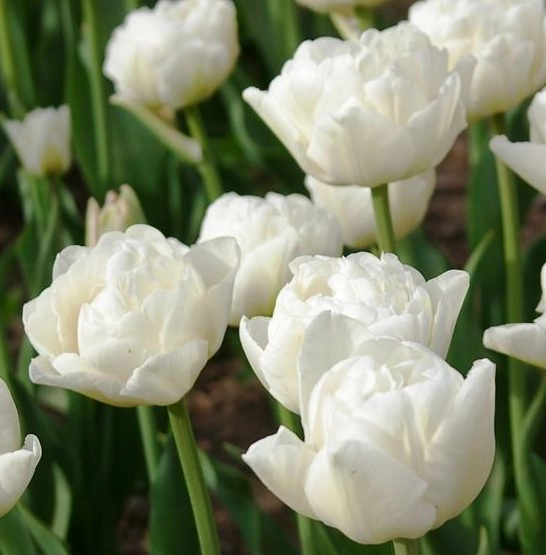Tulip double white heart