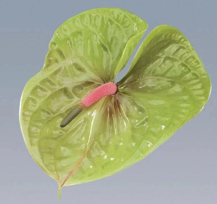 Anthurium pistache | Wholesale flowers, plants and supplies Anthurium pistache