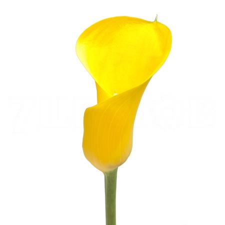 Zantedeschia florex gold | Wholesale flowers, plants and supplies Zantedeschia florex gold
