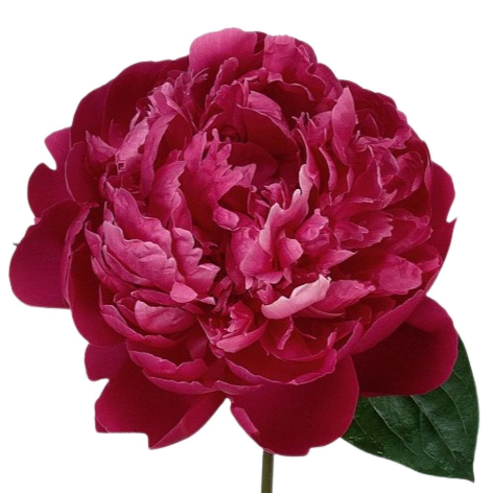 Paeonia sarah bernhardt red