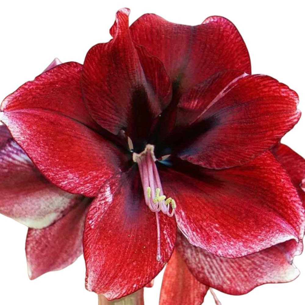 Hippeastrum daphne