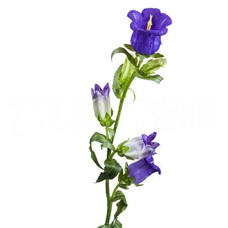 Campanula medium champion blue | Wholesale flowers, plants and supplies Campanula medium champion blue