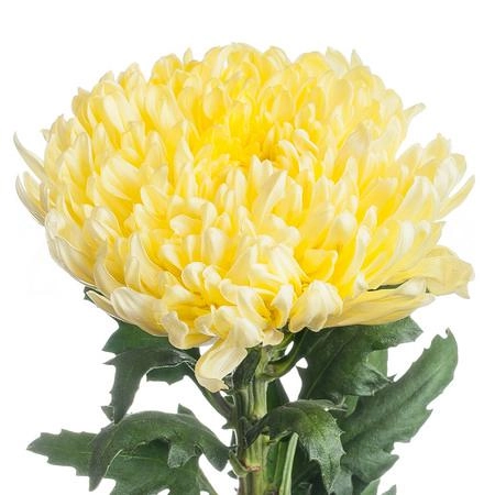 Chrysanthemum fred shoesmith