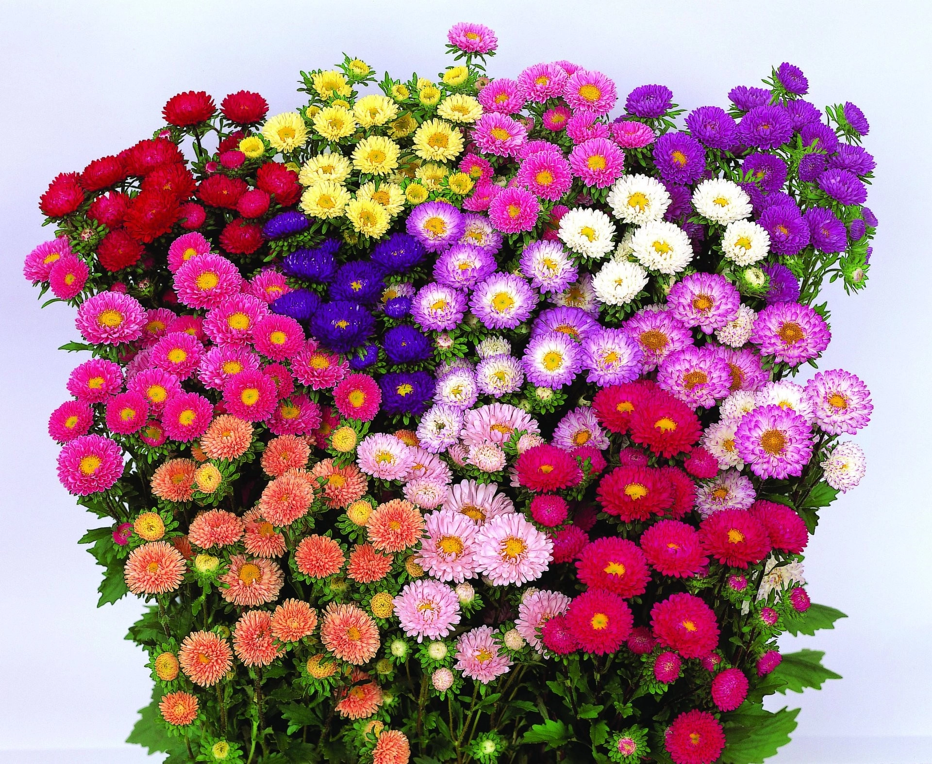 Aster mix | Wholesale flowers, plants and supplies Aster mix
