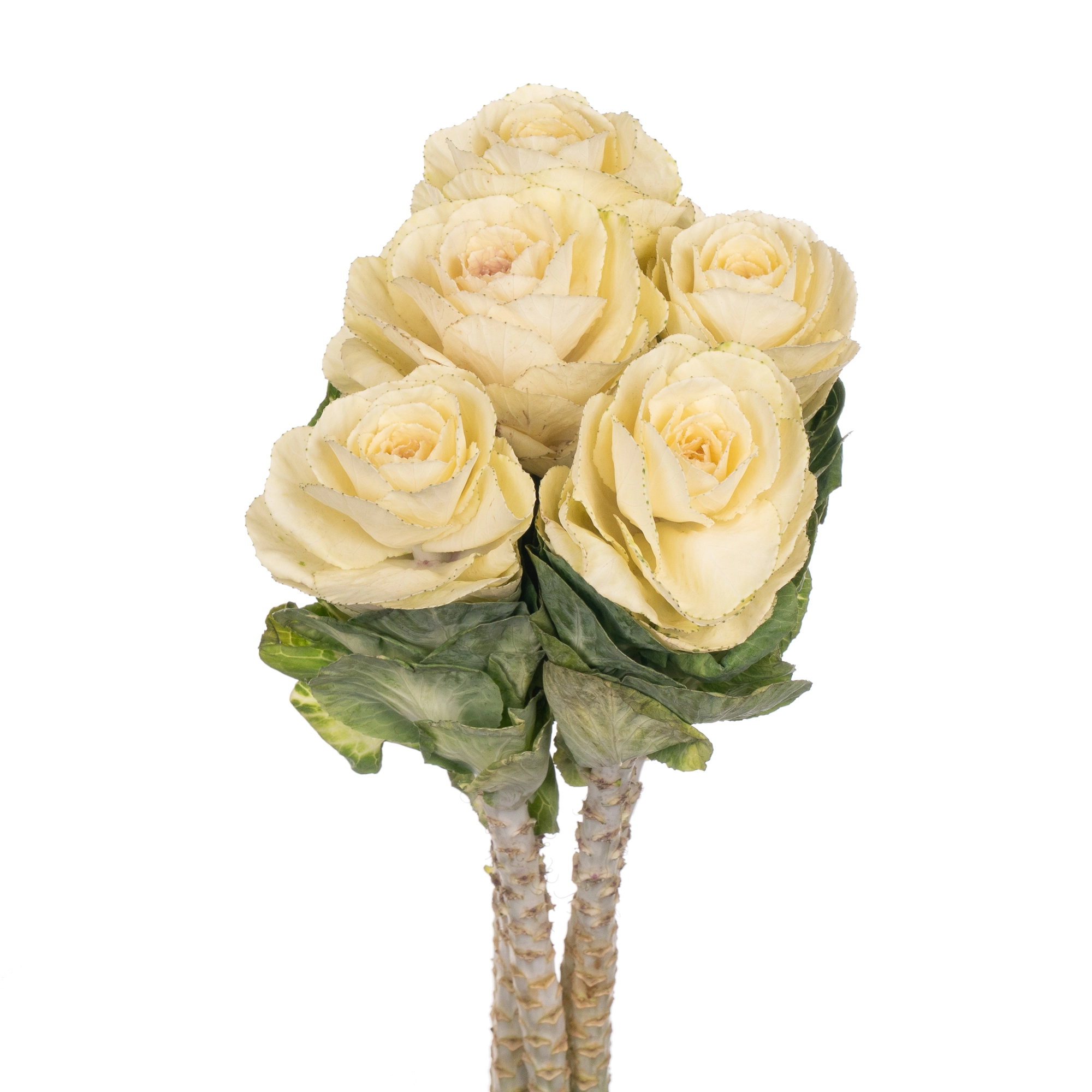 Brassica white crane