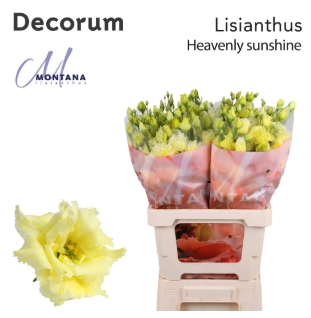 Eustoma double dyed heavenly sunshine