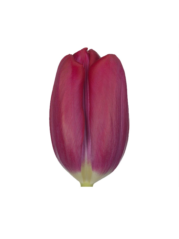Tulip enkel puma