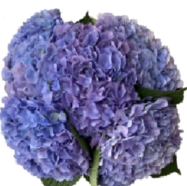Hydrangea blue purple | Wholesale flowers, plants and supplies Hydrangea blue purple